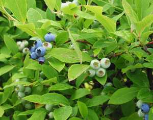 "Blueberries"