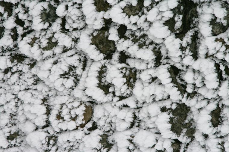 Snowy Wall photo