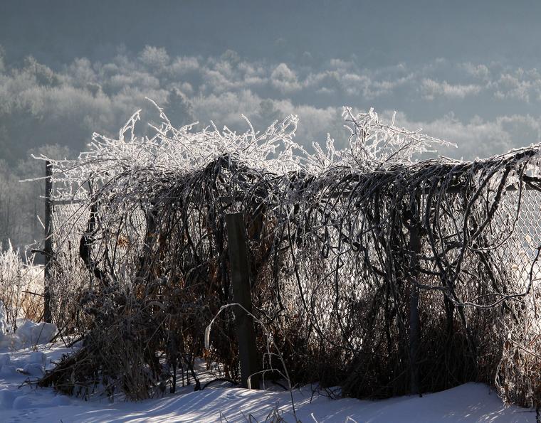 Frosty Fence photo