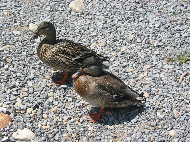 Ducks at Stillwater photo