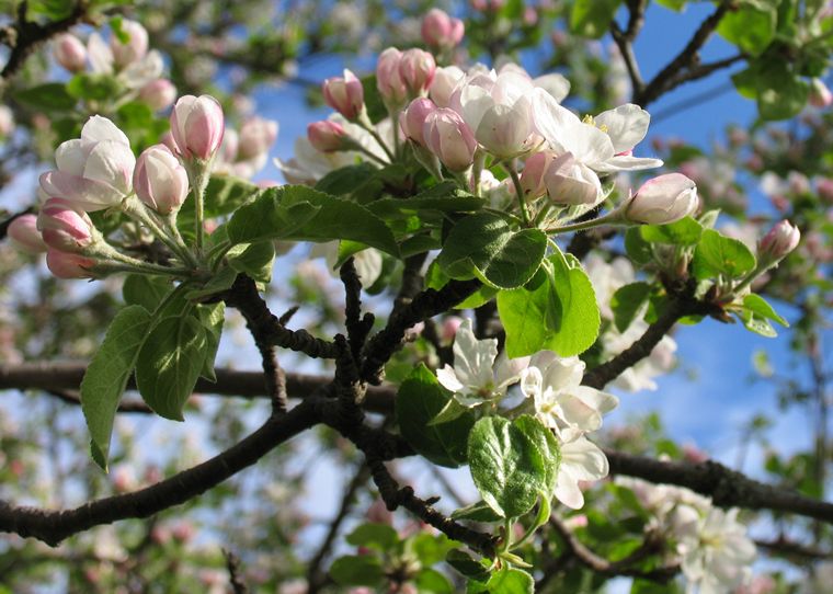 Apple Blossoms photo