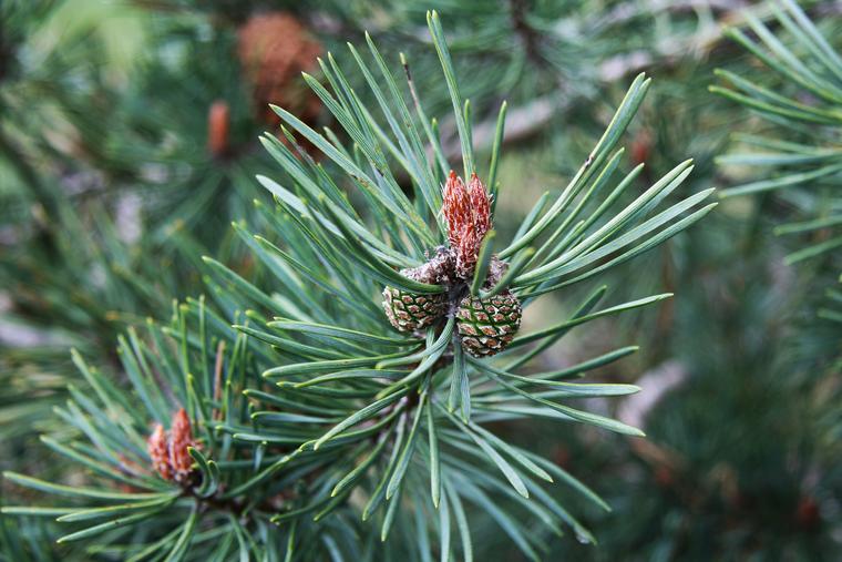 Spruce Cones photo
