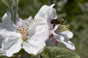 "Honeybee" image