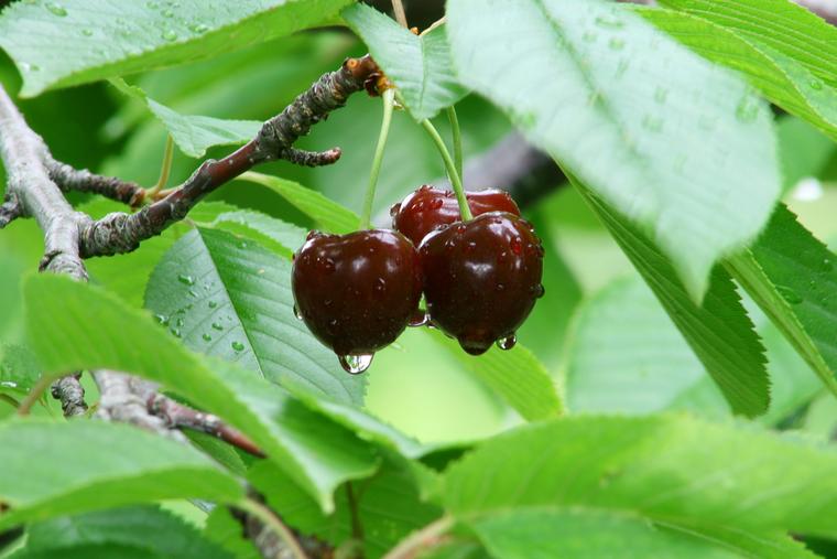 Cherries after Rain photo
