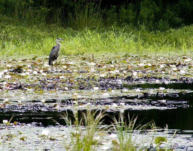The Heron's Pond photo