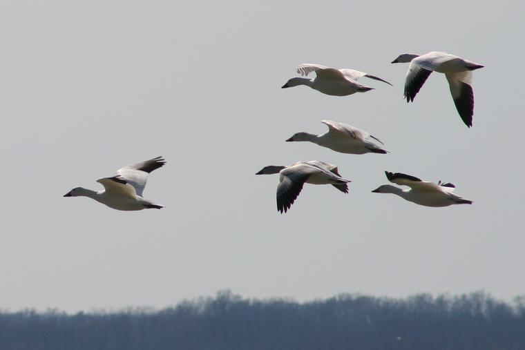Snow geese in flight photo