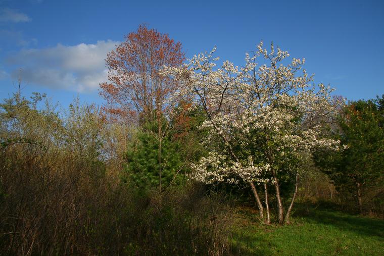 Spring Trees photo