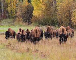 "Woodland Bison" image