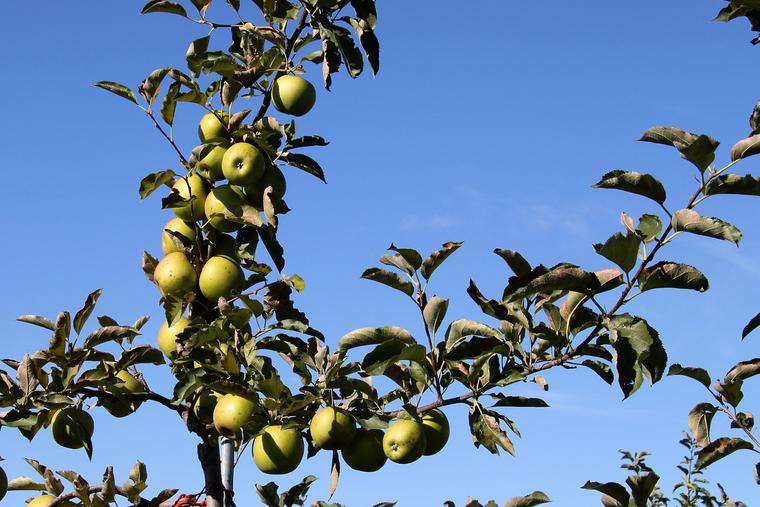 Cresent of apples photo