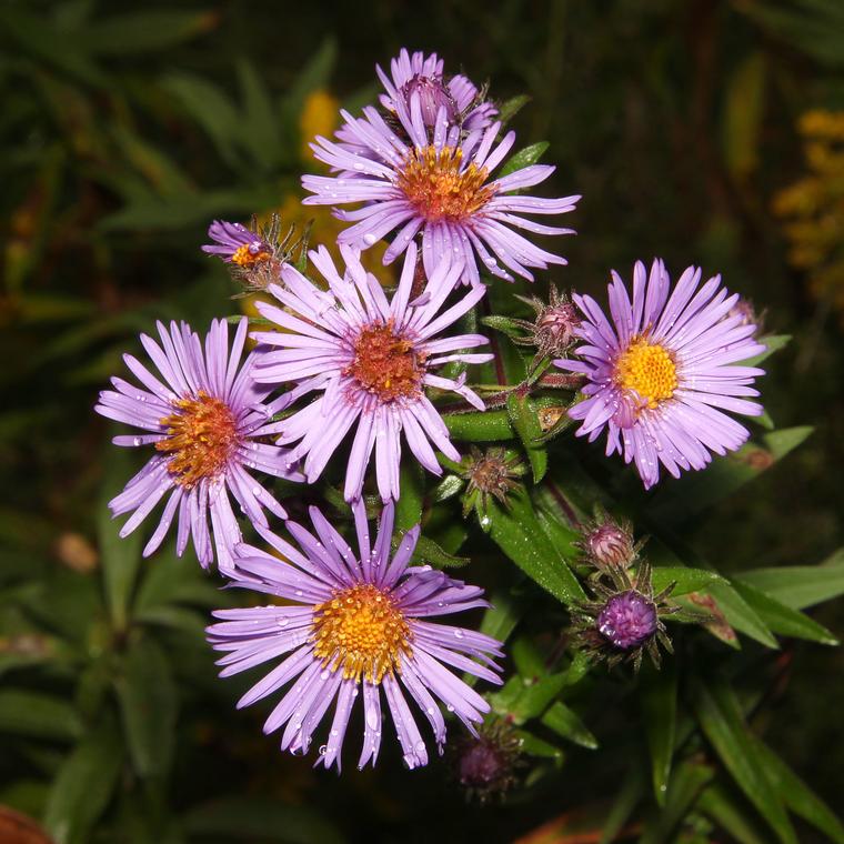 Wildflower cluster photo