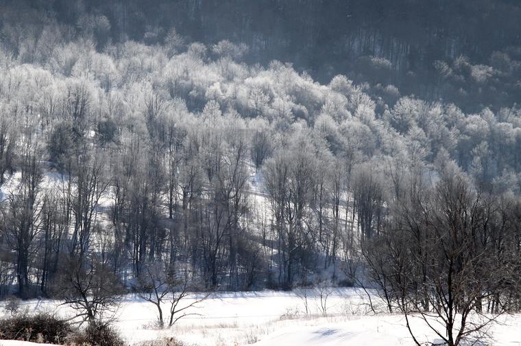 Frosted Trees photo