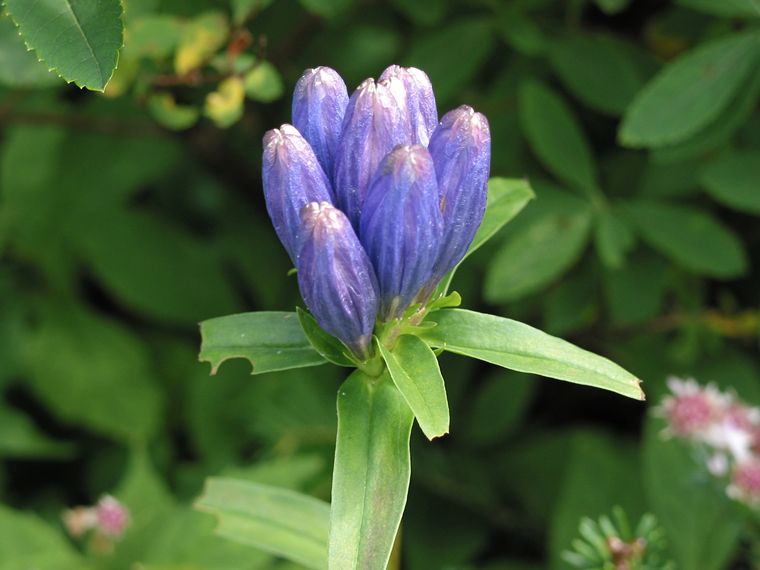 Blue Gentian (maybe) photo